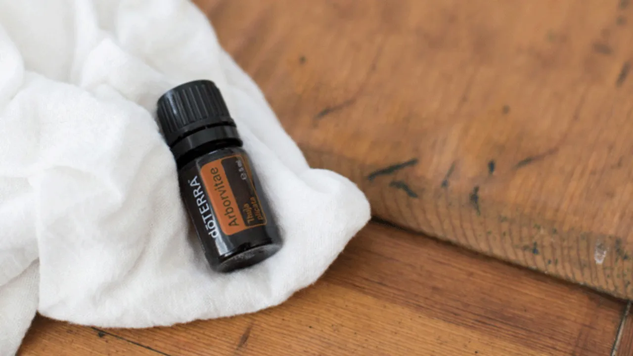 Arborvitae oil